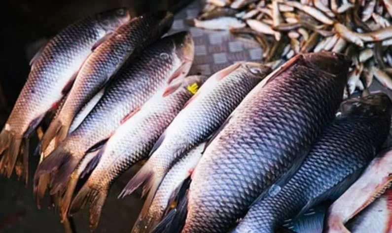 बदायूं: सरकार देगी अनुदान, गांवों में बाइक से जाकर बेच सकेंगे मछली...जानिए क्या है योजना?