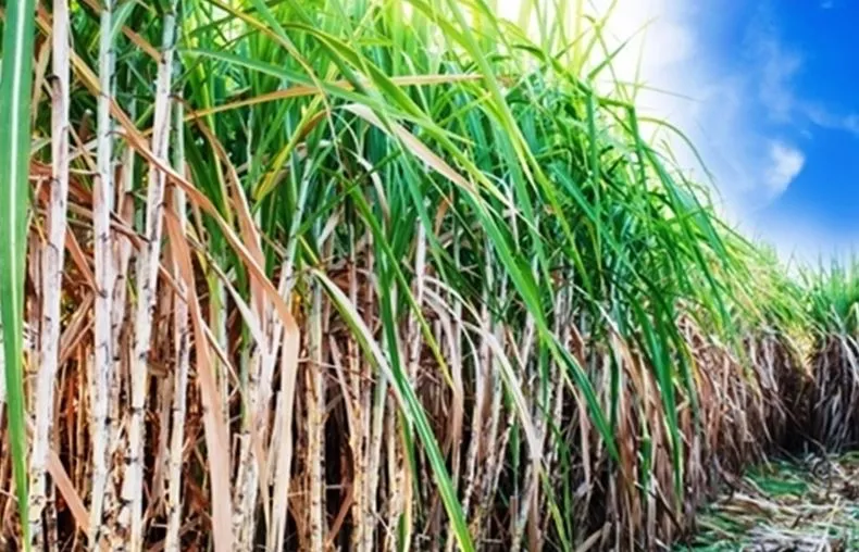 बरेली: गन्ना किसानों को झटका, आंवला में अभी नहीं खुलेगी नई चीनी मिल