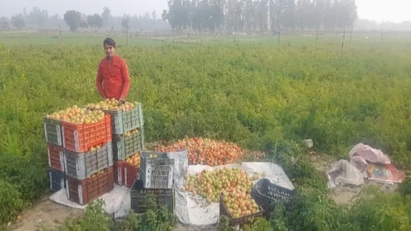 बाराबंकी : कम लागत में टमाटर की खेती से किसान कमा रहे अच्छा मुनाफा