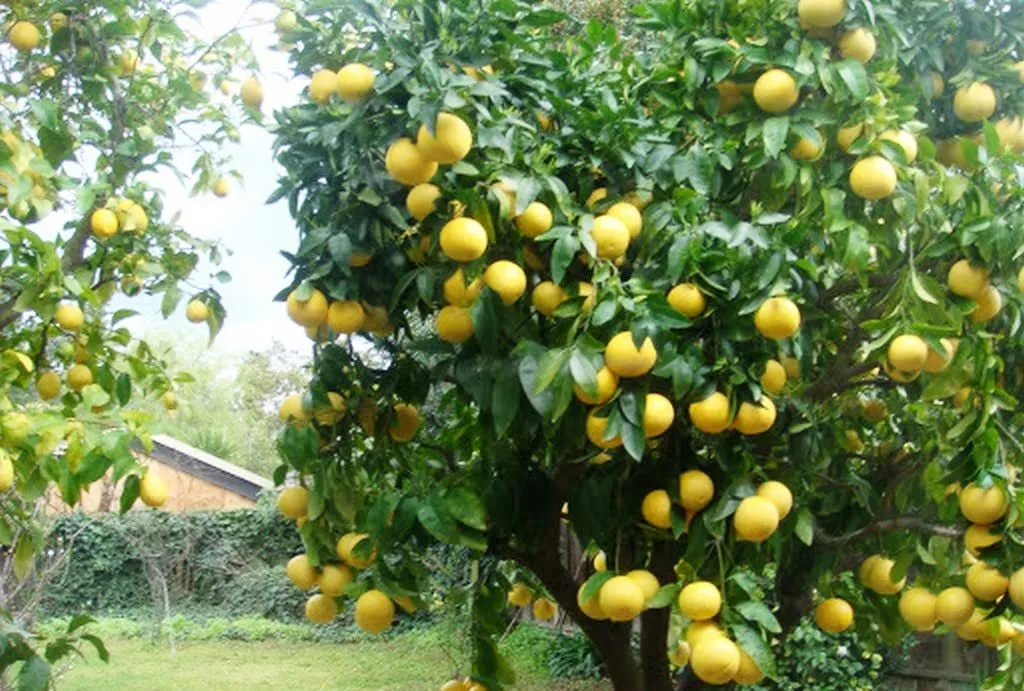 भीमताल: माल्टा और पहाड़ी नींबू का समर्थन मूल्य घोषित