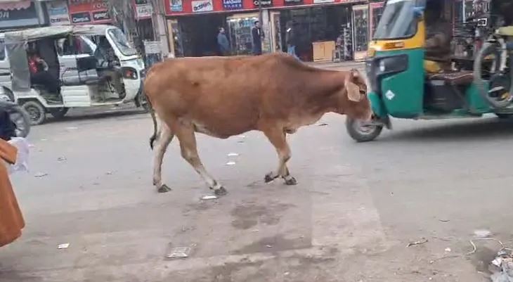 बरेली: शहर से लेकर देहात तक आवारा पशुओं का आतंक, नहीं शुरू हुआ पकड़ने का अभियान