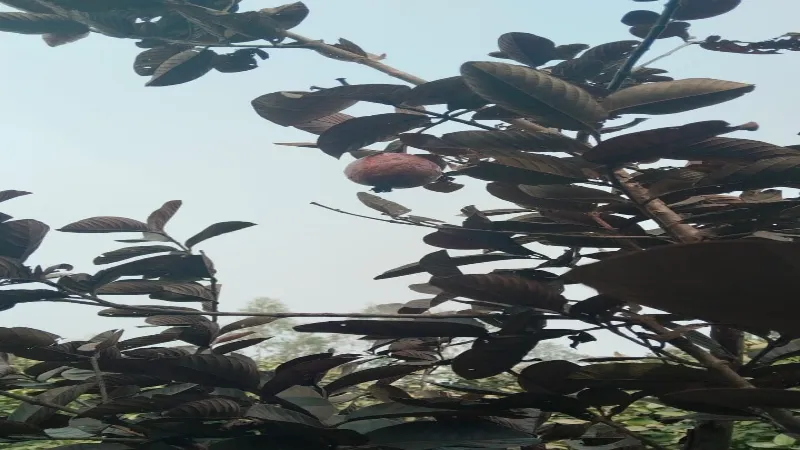 कभी खाया है शुगर फ्री काला अमरूद - UP का ये जिला कर रहा है बंपर पैदावार     