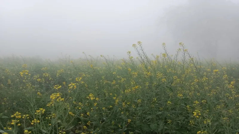 अमेठी में कोहरा बढ़ने से कई फसलों को नुकसान, चिंतित किसान