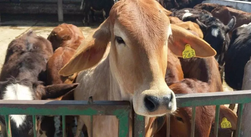 कासगंज: पशुओं के लिए घातक बना मौसम, बढ़ रहा बीमारियां का खतरा... इन तरीकों से रखें ख्याल