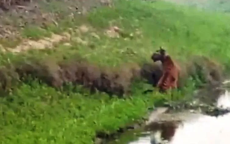 पीलीभीत: बाघिन का लगातार बदल रहा मूवमेंट, रेस्क्यू में बन रहा बाधा 