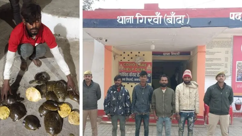 Banda News: प्रतिबंधित सोलह कछुओं के साथ चार तस्कर गिरफ्तार, पुलिस और वन विभाग की टीम ने की कार्यवाही