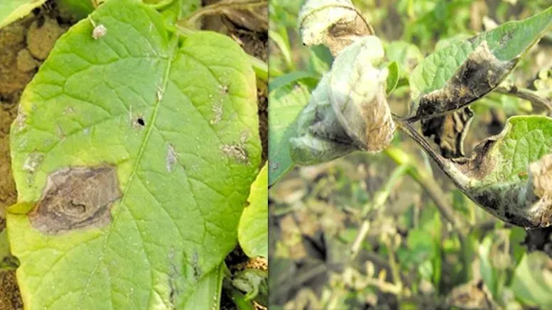 बरेली: नवाबगंज,आंवला और बहेड़ी में आलू की फसल में लगा झुलसा रोग, कृषि रक्षा विभाग ने एडवाइजरी जारी कर किसानों को बताए बचाव के उपाय