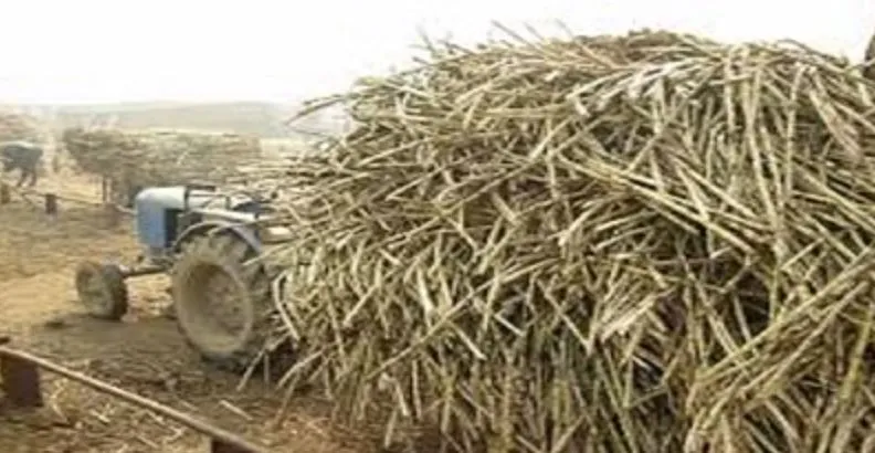 बदायूं: इस्लामनगर में बढ़ी सतर्कता, गन्ना माफियाओं पर चार कर्मचारियों की नजर