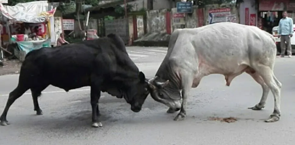 बरेली: शहर से लेकर देहात तक आवारा सांडों का आतंक, एक महीने में तीन को उतारा मौत के घाट