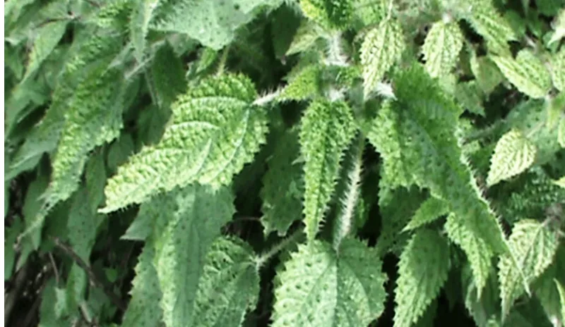 हल्द्वानी: रसोई तक पहुंचा 'बिच्छू', 'घास' से सुधरेगी सेहत