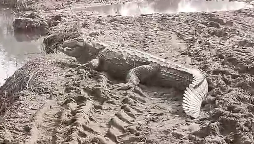 हरिद्वार:  Video - भोगपुर गांव में विशालकाय मगरमच्छ नजर आने से दहशत