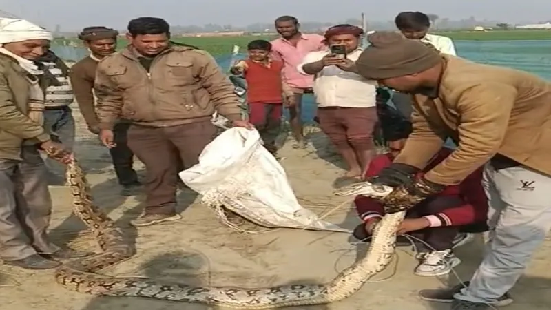 हरदोई: गांव में मिला 16 फुट का अजगर, ग्रामीणों में मचा हड़कंप, वन विभाग ने किया रेस्क्यू