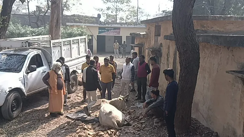 मीरजापुर: दो पिकअप पर लदे गोवंशों को वन विभाग की टीम ने पकड़ा, गौ तस्कर फरार