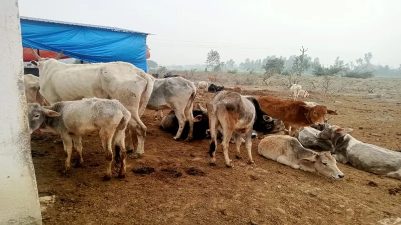 बाराबंकी: गौशालाओं में पड़े हैं अवशेष, ठंड की चपेट में आकर बीमार पड़ रहे मवेशी