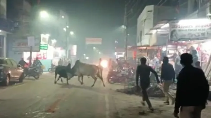 हरदोई: मंत्री नितिन अग्रवाल के आवास के पास बीच सड़क पर भिड़े दो सांड, चपेट में आईं 17 गाड़ियां, मचा अफरा-तफरी