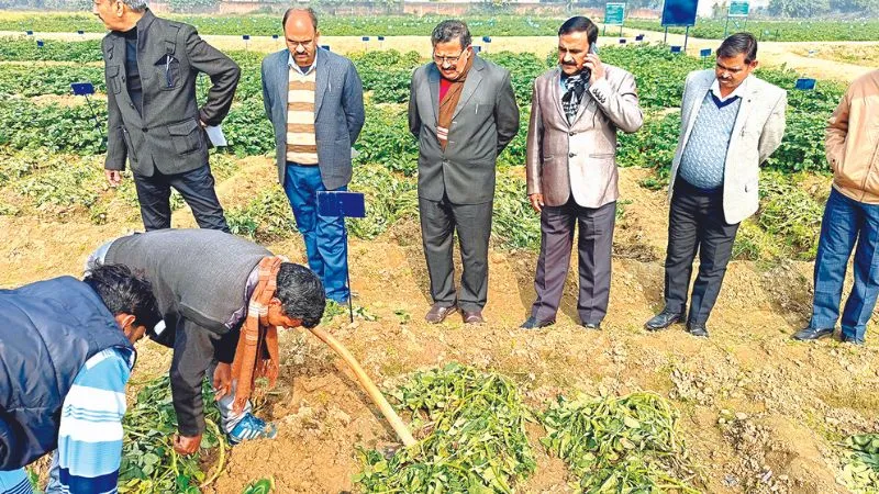 Kanpur News: सीएसए में आलू की फसल पैदावार बढ़ाने पर दिया गया जोर; कम लागत पर बीज उपलब्धता के लिए होंगे नए शोध.. 