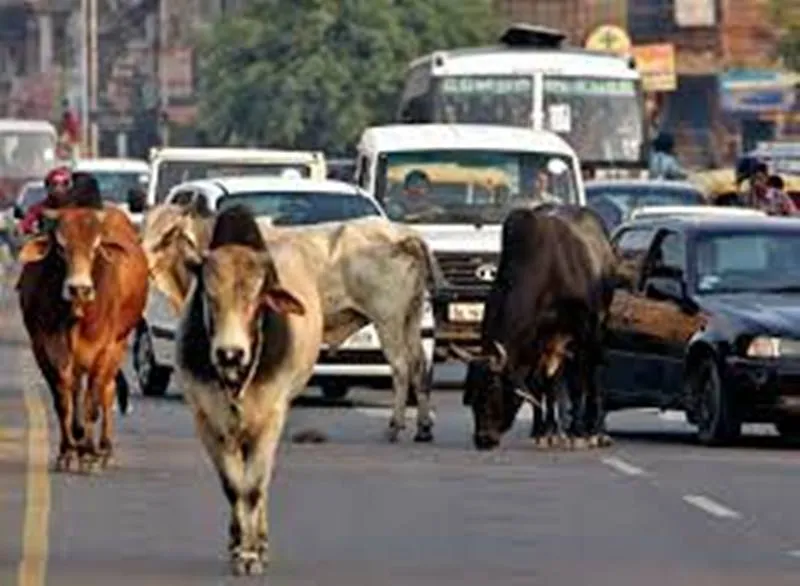 सवाल - हल्द्वानी को कब मिलेगी लावारिस पशुओं से मुक्ति...? जवाब -  हम कर रहें हैं व्यवस्था पर...
