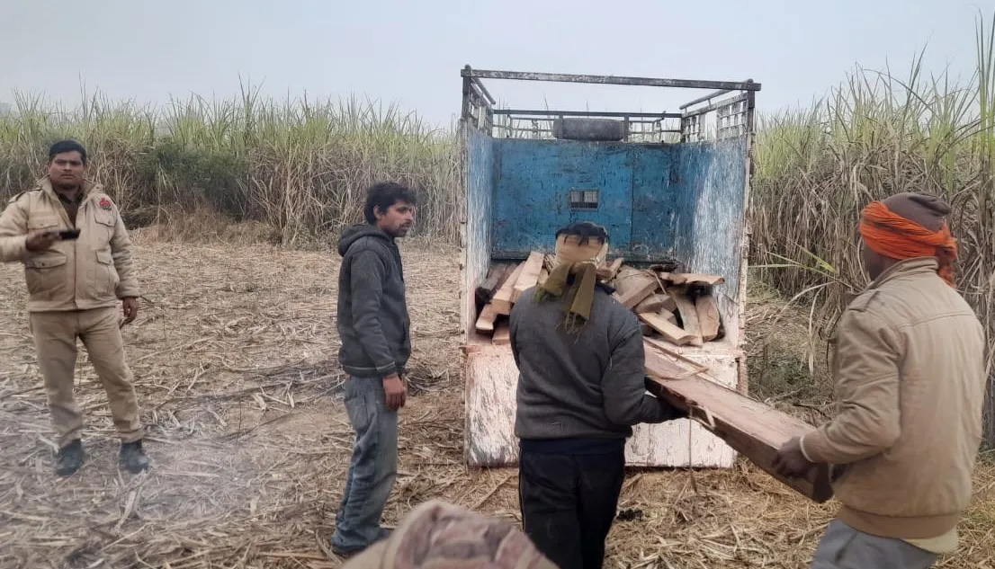 शाहजहांपुर: वन विभाग का छापा... गन्ने के खेत में चिरान पकड़ा, लकड़ी सहित दो गिरफ्तार