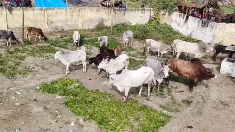 Farrukhabad News: अन्ना मवेशियों से परेशान ग्रामीणों ने परिषदीय स्कूल में किया बंद... प्रधान के विरोध पर हुई नोकझोंक