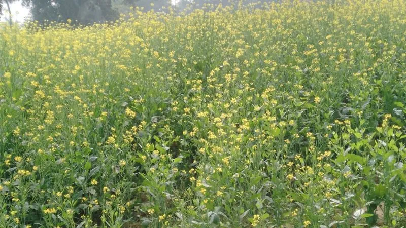 Farrukhabad News: सर्दियों में बेमौसम बारिश, किसानों की बढ़ी परेशानी, इन फसलों को अधिक नुकसान