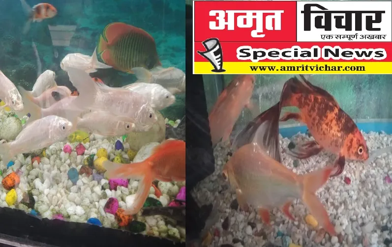 Special Story : सजावटी मछली का कारोबार शुरू होने से रामपुर को लगेंगे तरक्की के पंख