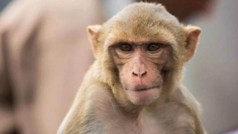 बिजनौर : बंदर के हमले से छत से गिरकर महिला की मौत
