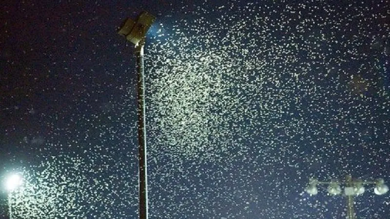 कीड़े रात में रोशनी के पास आते हैं: वे आकाश का पता नहीं लगा पाते हैं 