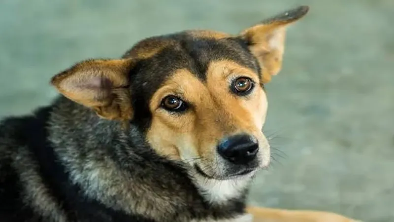 दक्षिण कोरिया में कुत्ते का मांस खाना गैरकानूनी घोषित, हो सकती है तीन साल की सजा 