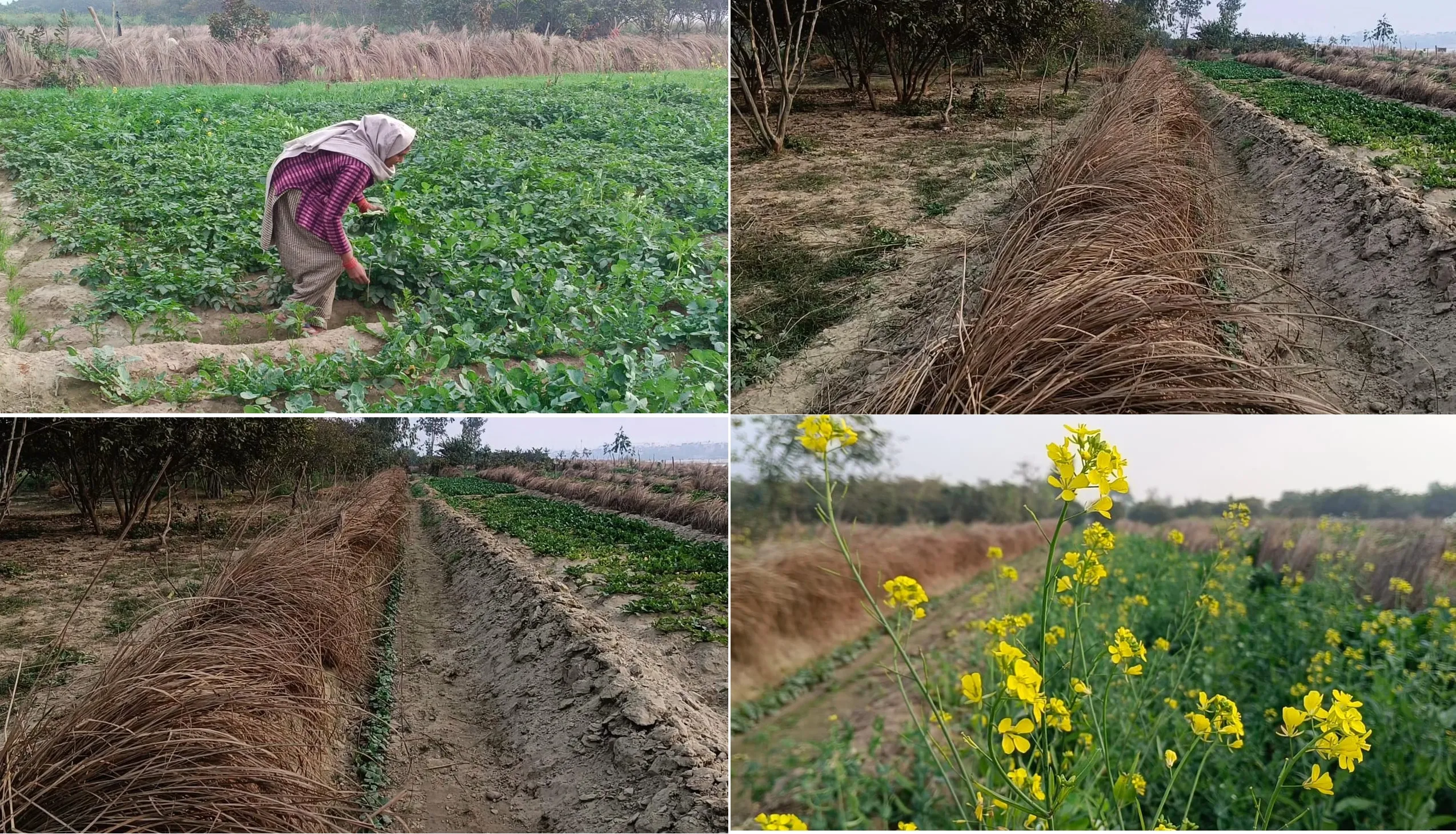 मुरादाबाद : पाला लगने से आलू और सरसों की फसल पर गहराया संकट 