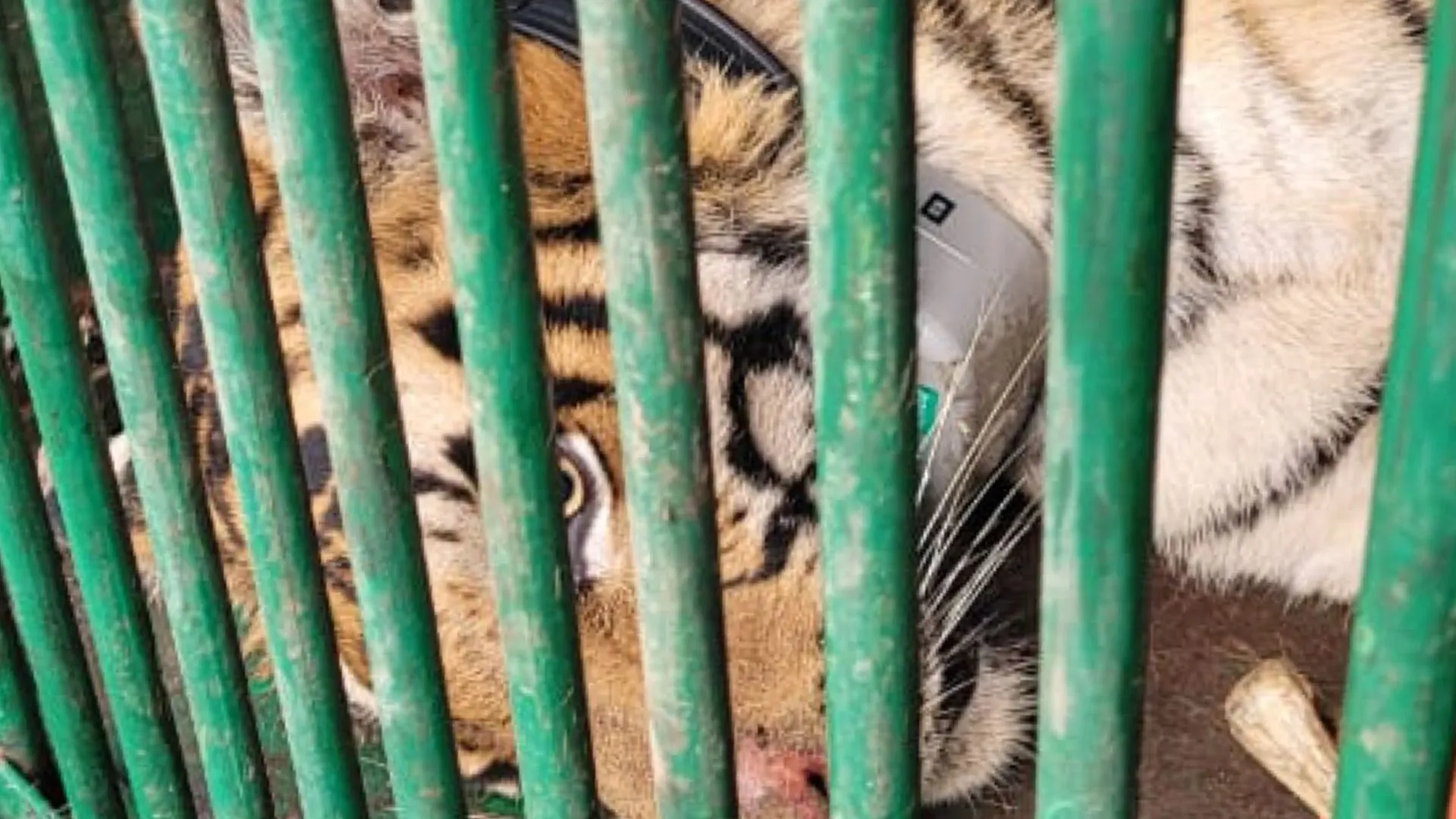 पीलीभीत: अब खुली हवा में नहीं, कानपुर प्राणि उद्यान में सलाखों के पीछे रहेगी बिगड़ैल बाघिन