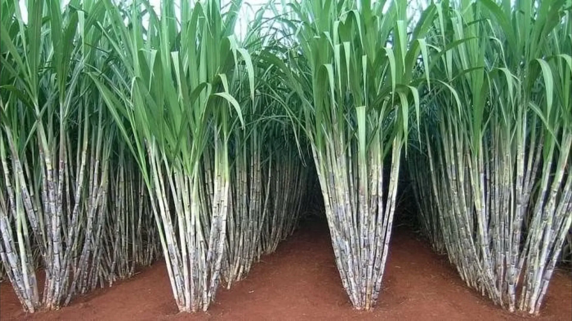 बदायूं: गन्ना क्रय केंद्रों का रोज होगा निरीक्षण, विभाग को देनी होगी रिपोर्ट