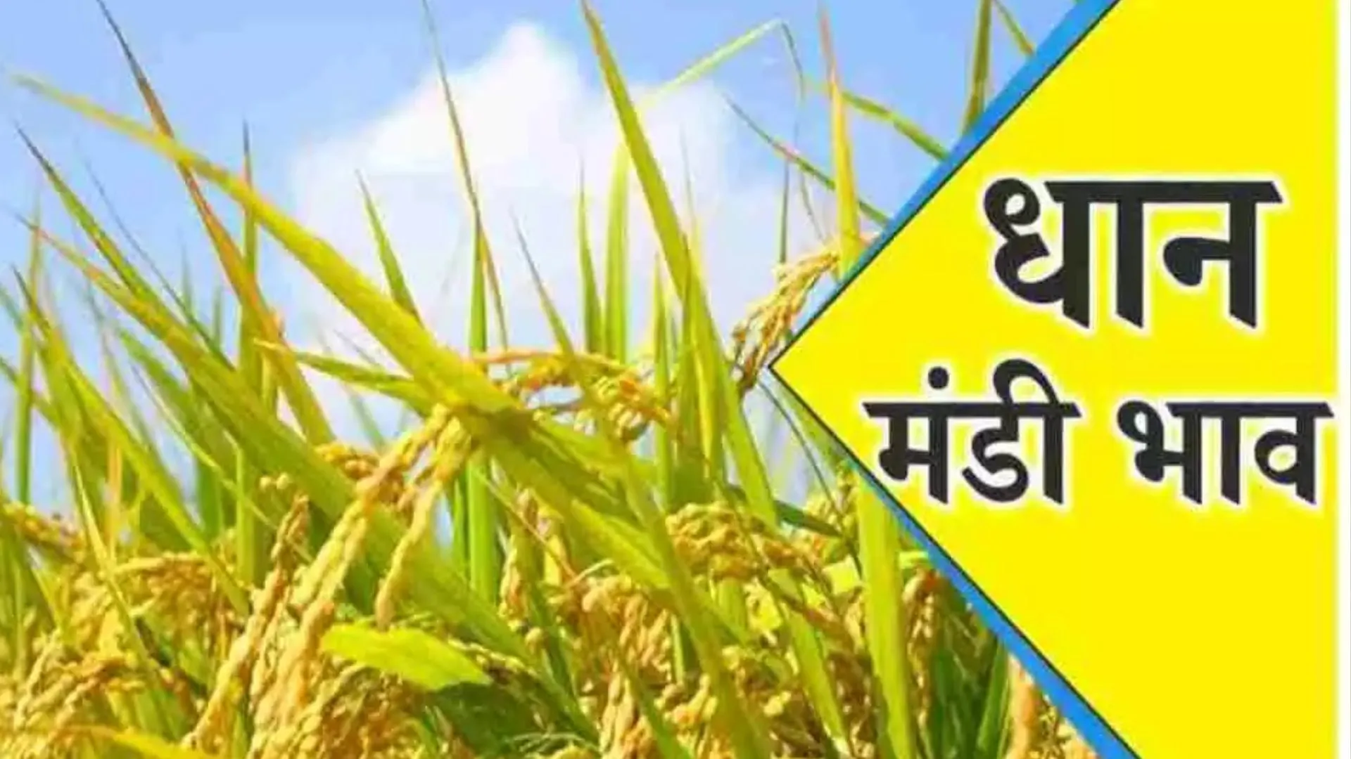 लखीमपुर खीरी: मंडी समितियों ने राजस्व वसूली में पिछले वर्ष के आंकड़ों को छोड़ा पीछे 