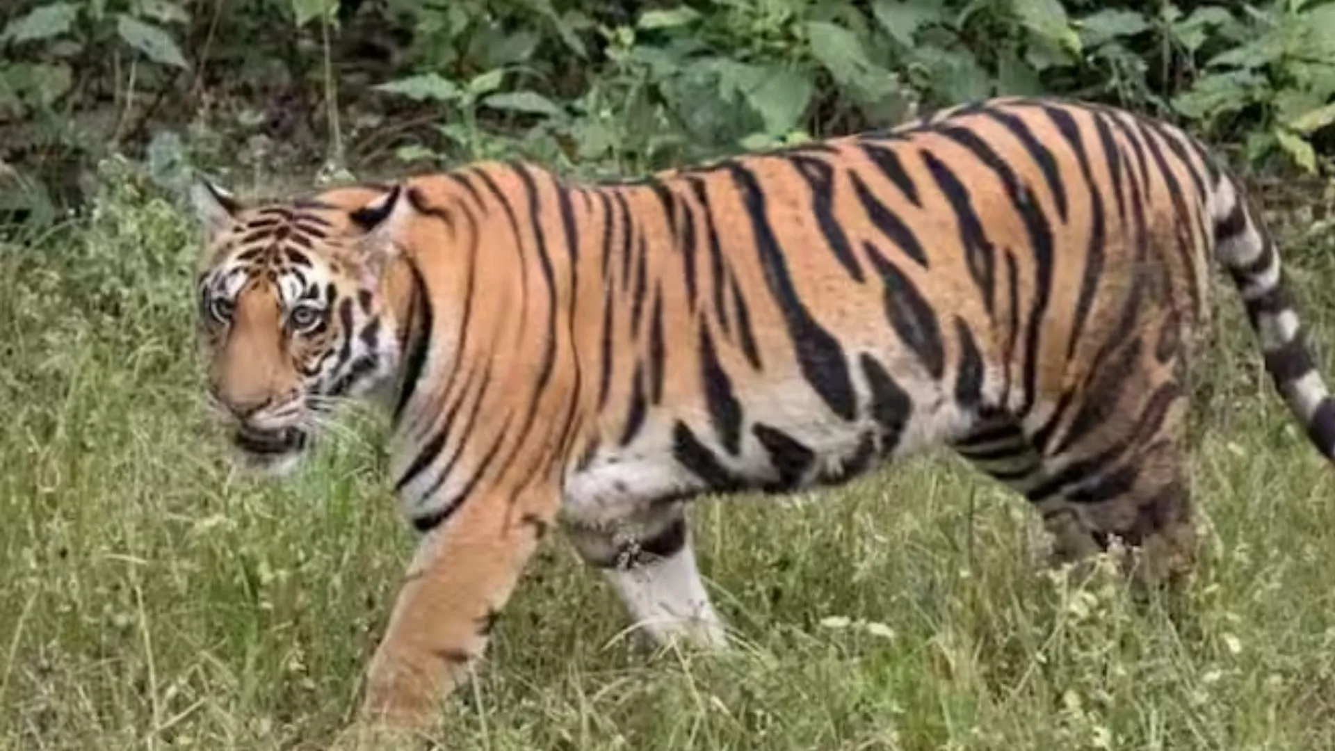 पीलीभीत: हमले के बाद से नहीं मिल रही बाघ की लोकेशन, निगरानी जारी  