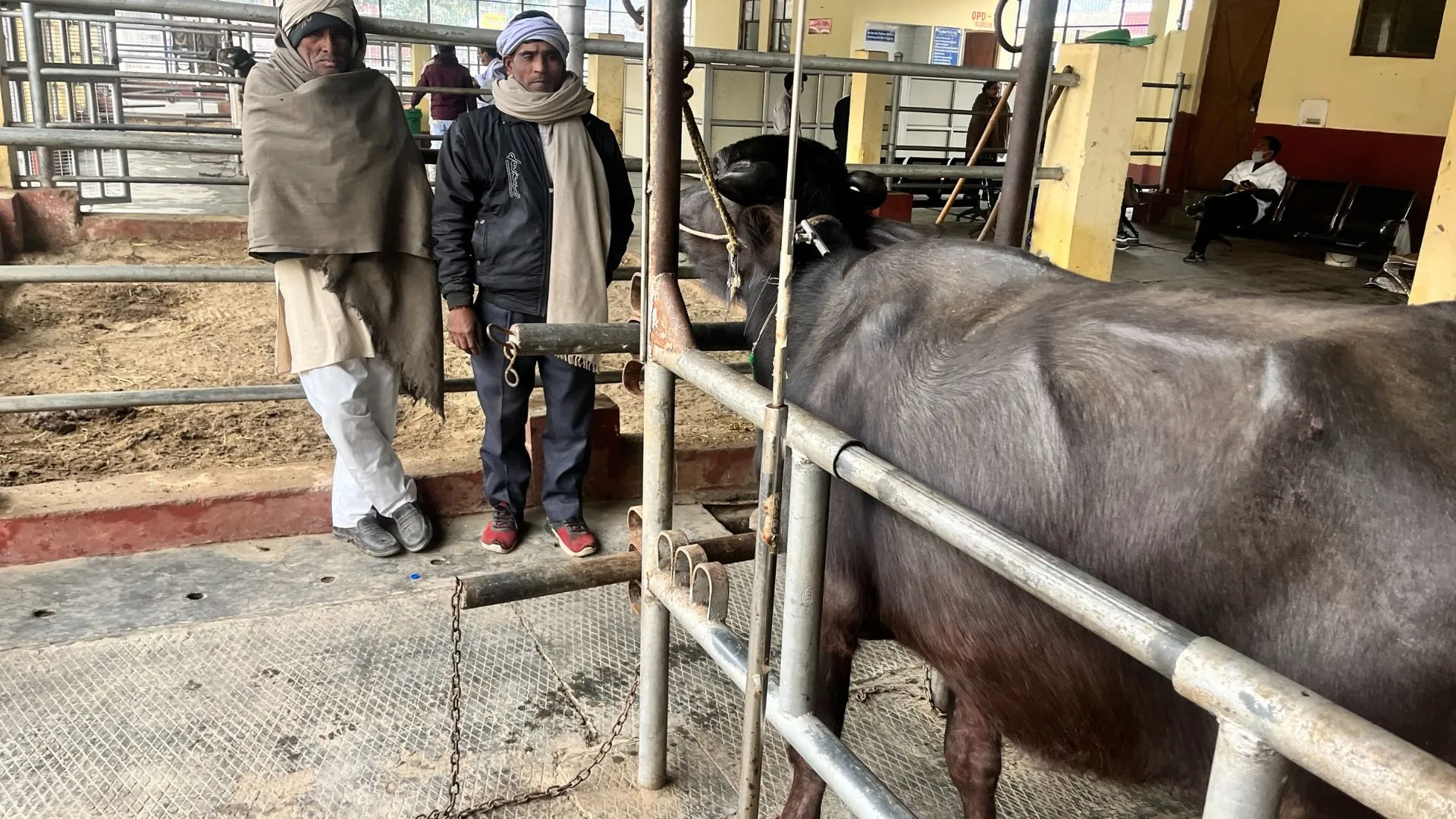 बरेली: ठंड में पशुओं के दुग्ध उत्पादन में आठ से दस फीसदी गिरावट