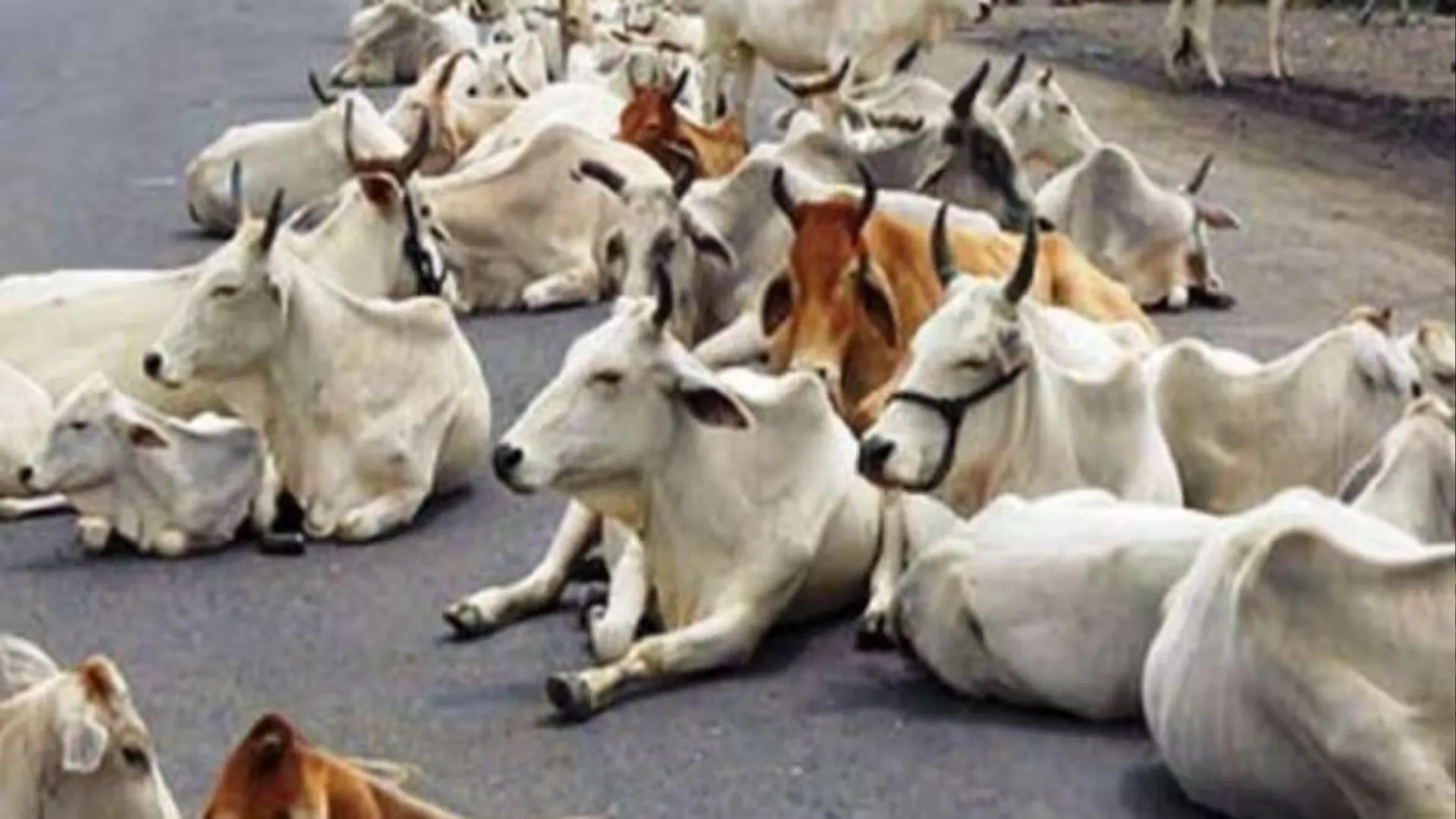 बरेली: छुट्टा गोवंशीय पशुओं को पकड़ने के लिए आज चलेगा विशेष अभियान