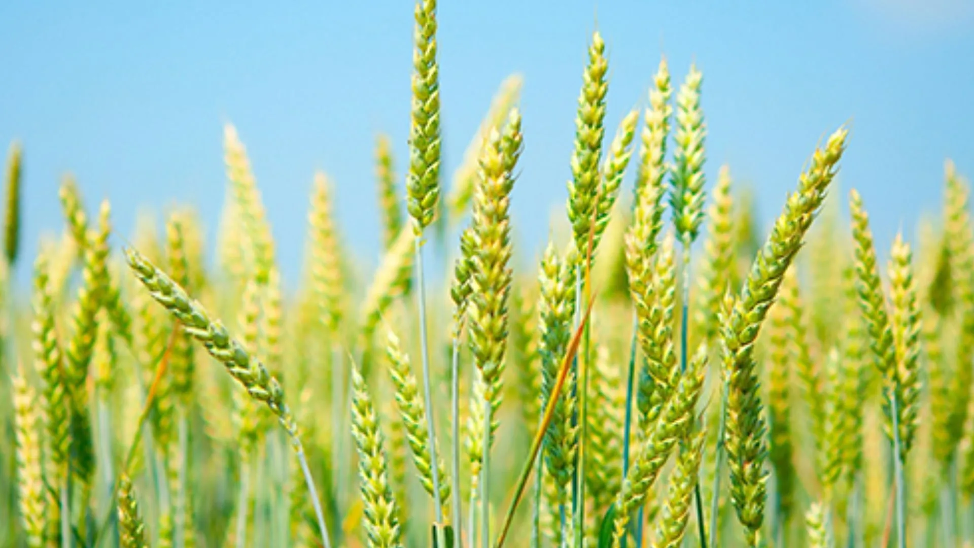 बदायूं: अनुदान पर किसानों को मिलेंगे खरपतवार नाशक, जिले में 2.22 लाख हेक्टेयर में होती है गेहूं की फसल  