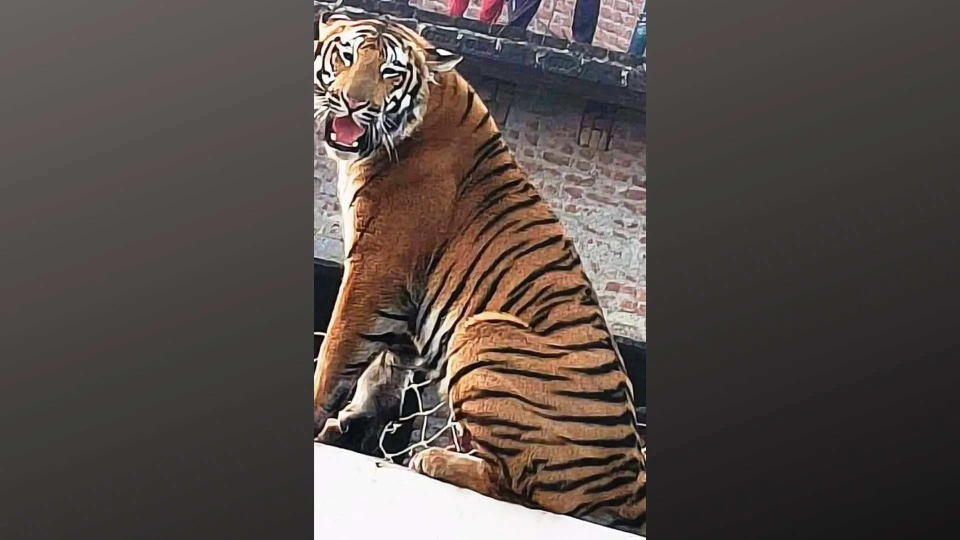 पीलीभीत: आंतक का पर्याय बन रही बाघिन फिर की जाएगी रेस्क्यू, मांगी गई अनुमति...आबादी के नजदीक जमाए हुए है डेरा  