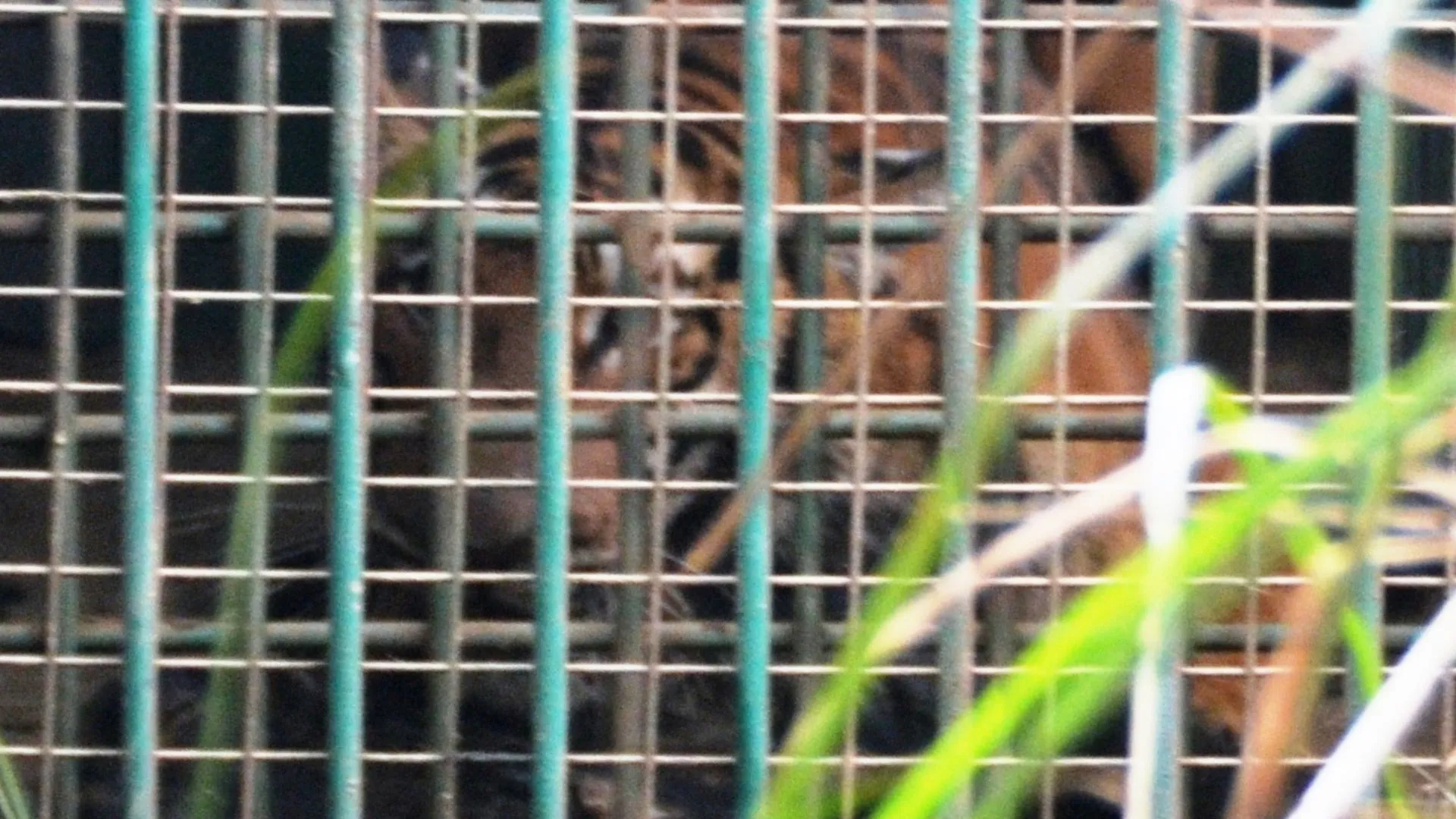 पीलीभीत: आखिर 11 दिन बाद पिंजड़े में कैद हुई दहशत का पर्याय बनी बाघिन