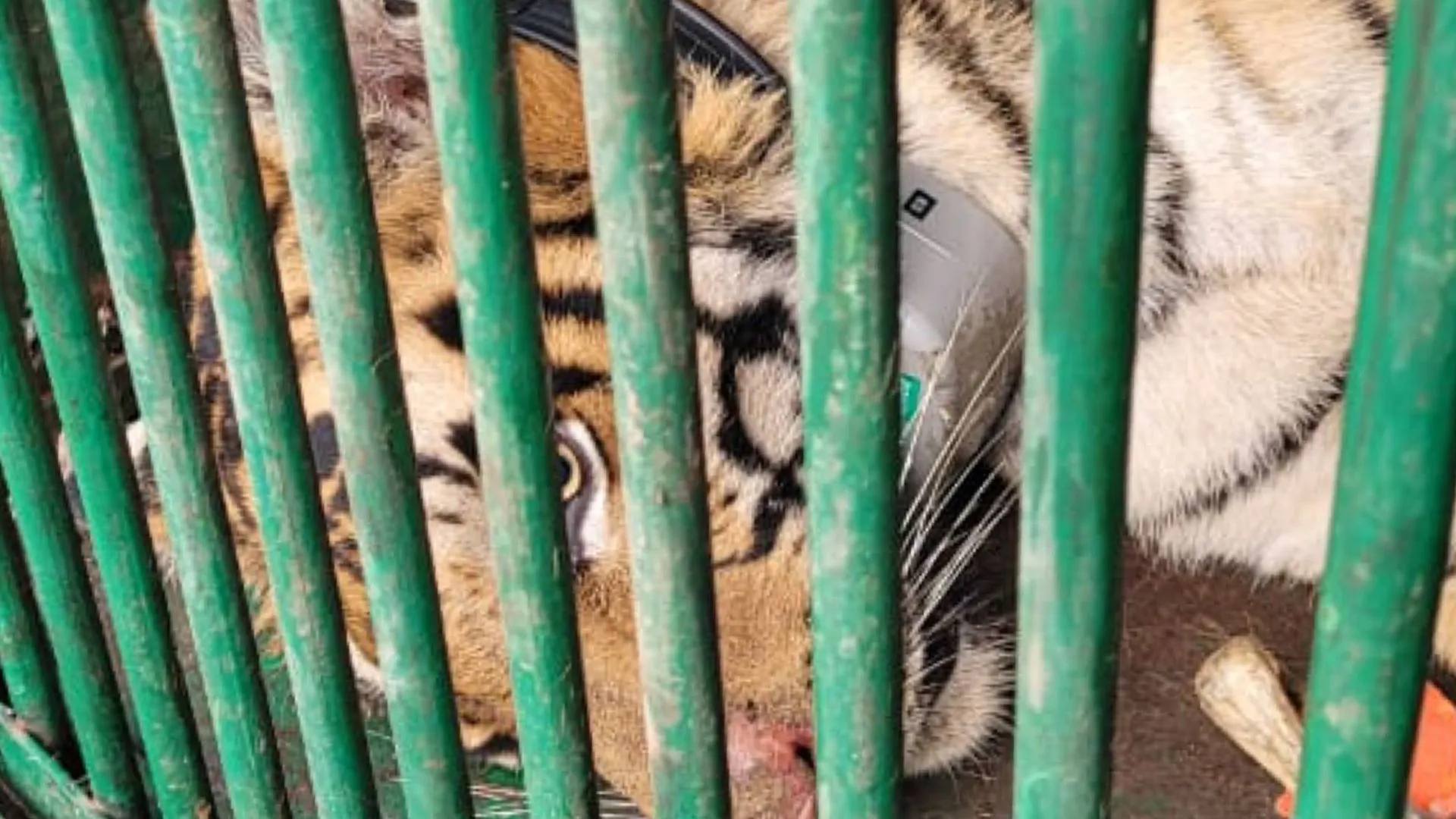 पीलीभीत: बाघिन के गले में हुआ जख्म तो किया इलाज, पहले पिया चिकन सूप, फिर उड़ाया पांच किलो मुर्गा