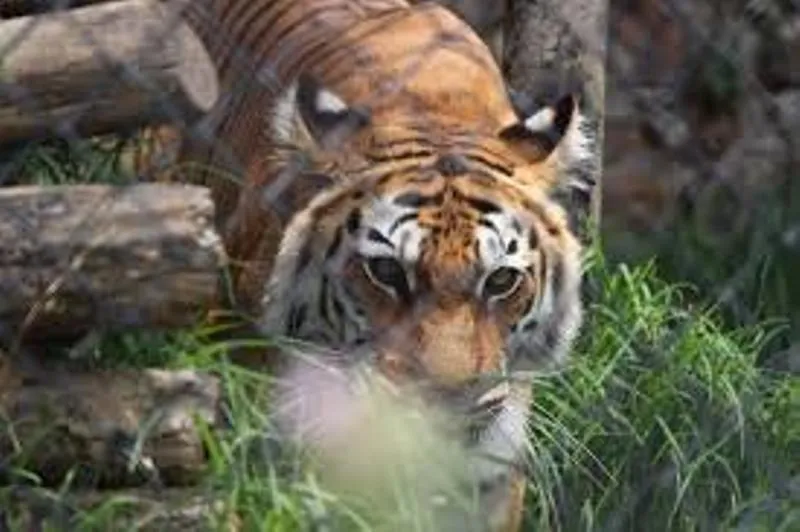 हल्द्वानी के गौलापार क्षेत्र में जू और वन्य जीव अस्पताल के निर्माण की बाधाएं हुईं दूर - सीएम