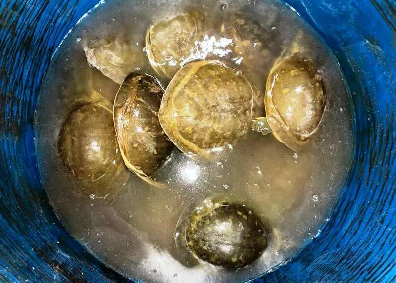 शक्तिफार्म: दुर्लभ प्रजाति 31 कछुए के साथ एक गिरफ्तार