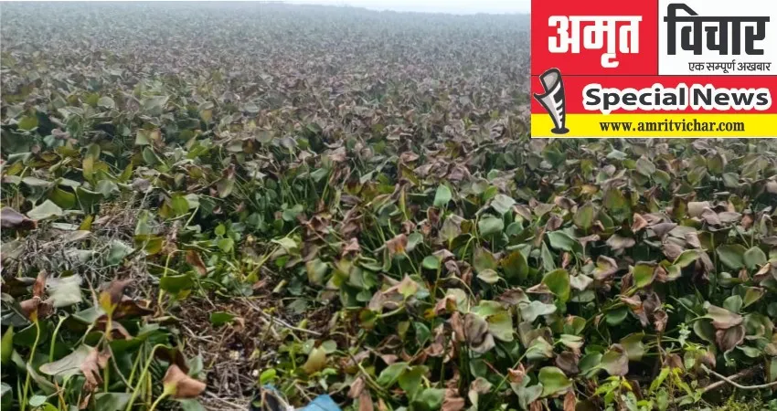 खजुहा झील बाराबंकी : अब यहां नहीं आते प्रवासी पक्षी, नष्ट होता जा रहा है प्राकृतिक सौंदर्य - ये है बड़ी वजह 