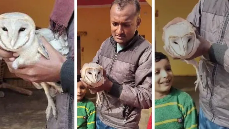 UP: विशेष प्रजाति का उल्लू अचानक एक घर में पहुंचा, बच्चे, बूढ़े, जवान से लेकर देखने वालों की लगी भीड़, देखें- VIDEO 