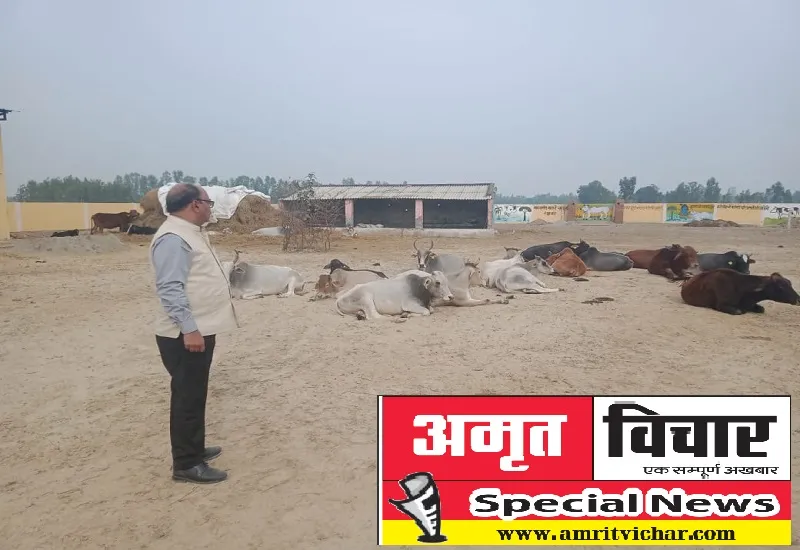 Good News : रामपुर में गोवंश पालक होंगे मालामाल, प्रधानों को भी दो-दो गाय दिए जाने पर हो रहा विचार