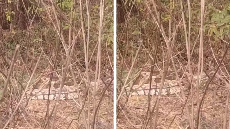 Kanpur News: रेलवे पटरी के पास झाड़ियों में एक साथ दिखे तीन अजगर, लोगों ने वन विभाग को दी सूचना, देखें- VIDEO
