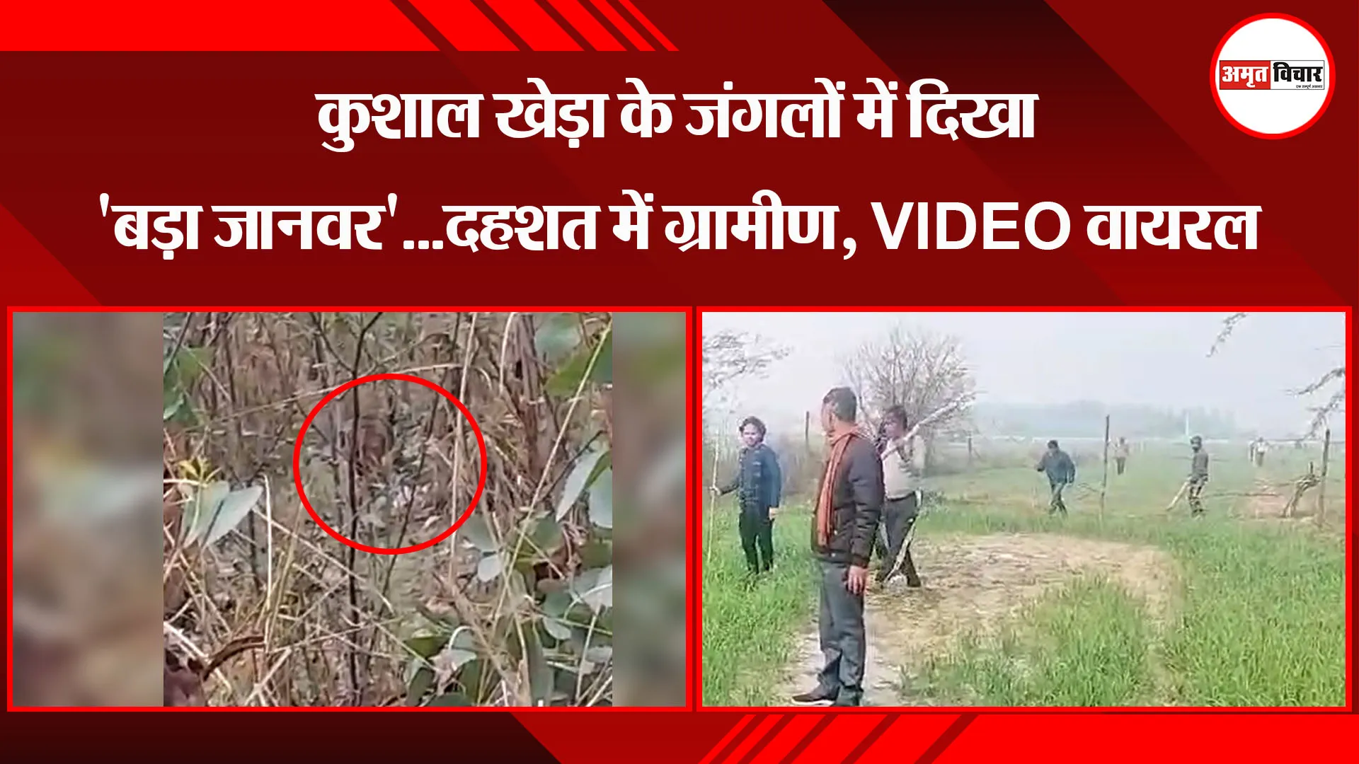 उन्नाव: कुशाल खेड़ा के जंगलों में दिखा 'बड़ा जानवर'...दहशत में ग्रामीण, VIDEO वायरल
