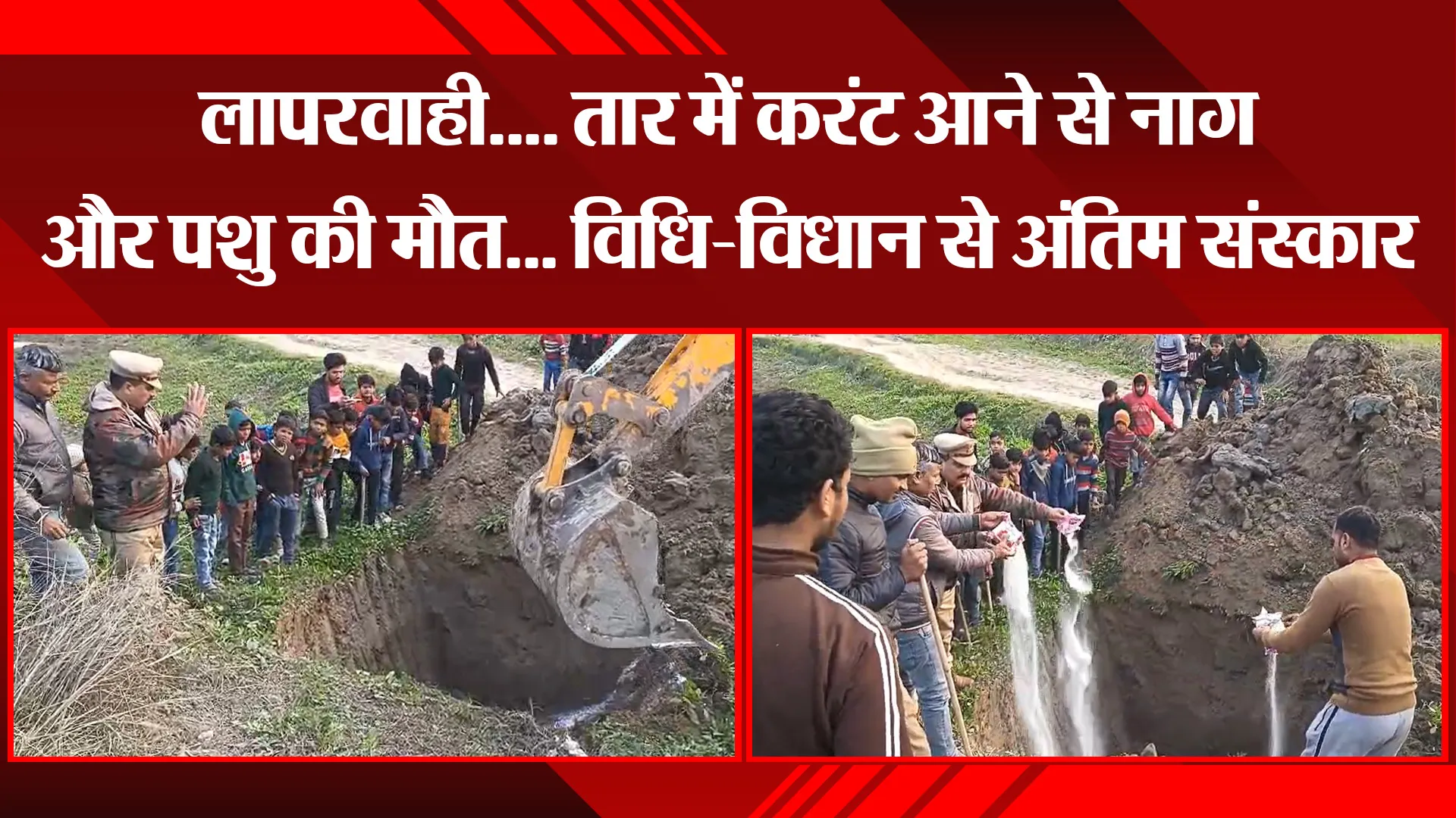 मुरादाबाद: लापरवाही.... तार में करंट आने से नाग और पशु की मौत... विधि-विधान से अंतिम संस्कार