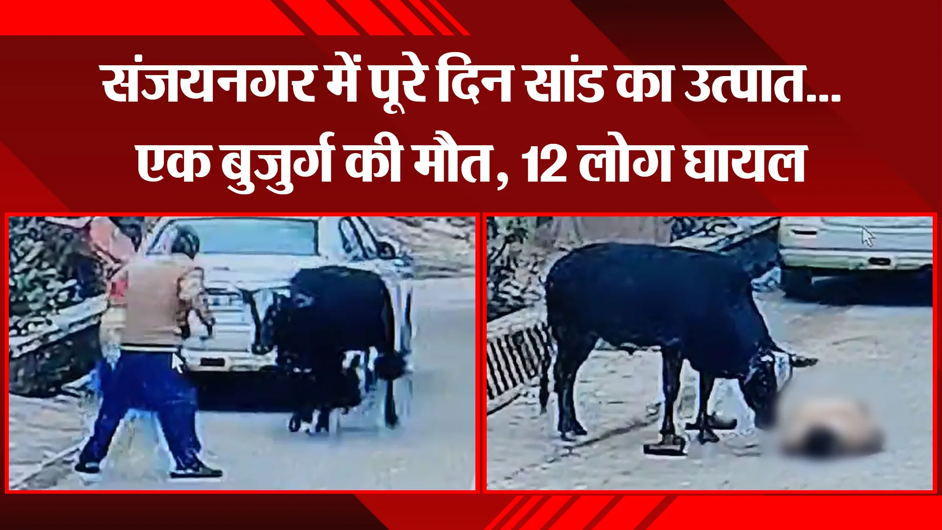 बरेली: संजयनगर में पूरे दिन सांड का उत्पात...एक बुजुर्ग की मौत, 12 लोग घायल