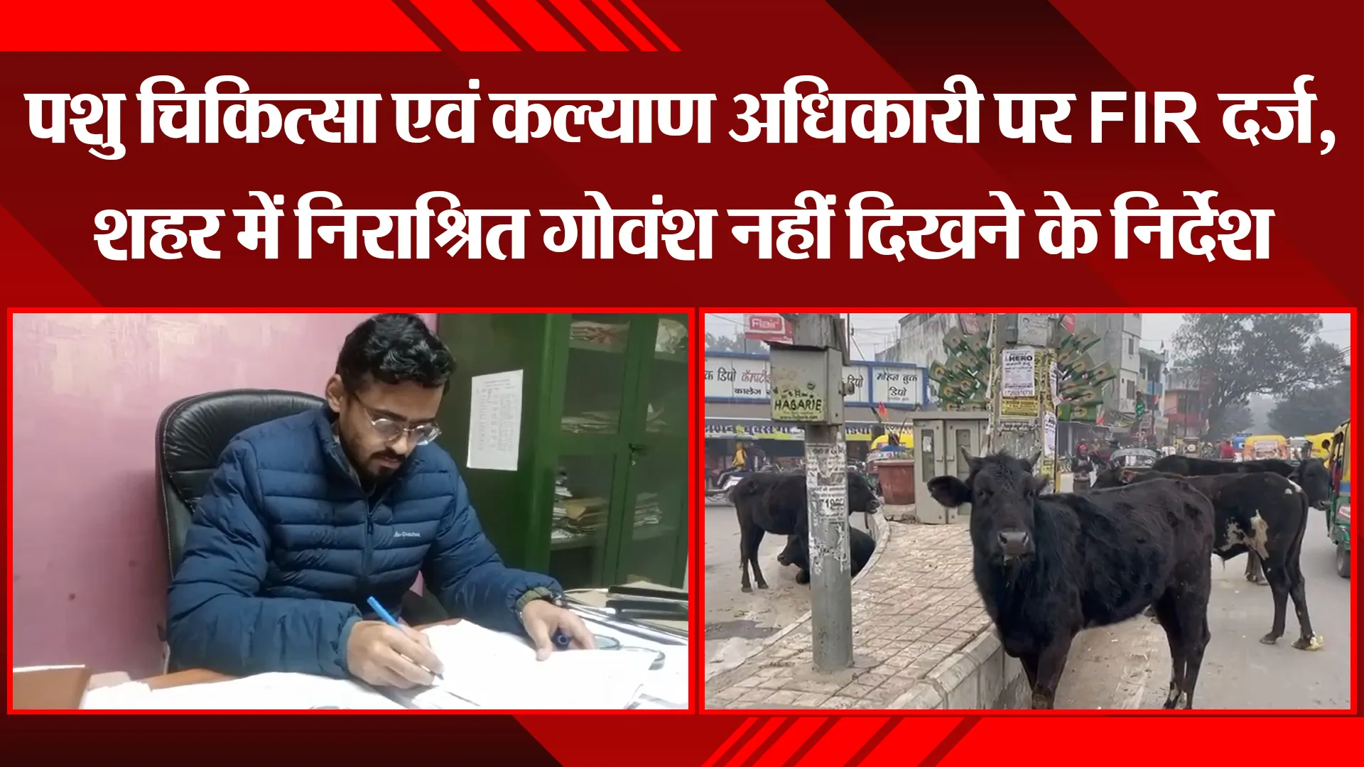 बरेली: पशु चिकित्सा एवं कल्याण अधिकारी पर FIR दर्ज, शहर में निराश्रित गोवंश नहीं दिखने के निर्देश