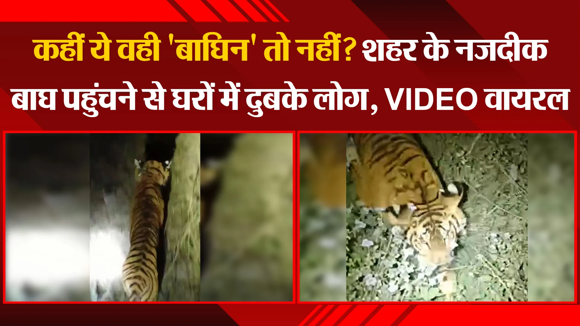 पीलीभीत: कहीं ये वही 'बाघिन' तो नहीं? शहर के नजदीक बाघ पहुंचने से घरों में दुबके लोग, VIDEO वायरल 